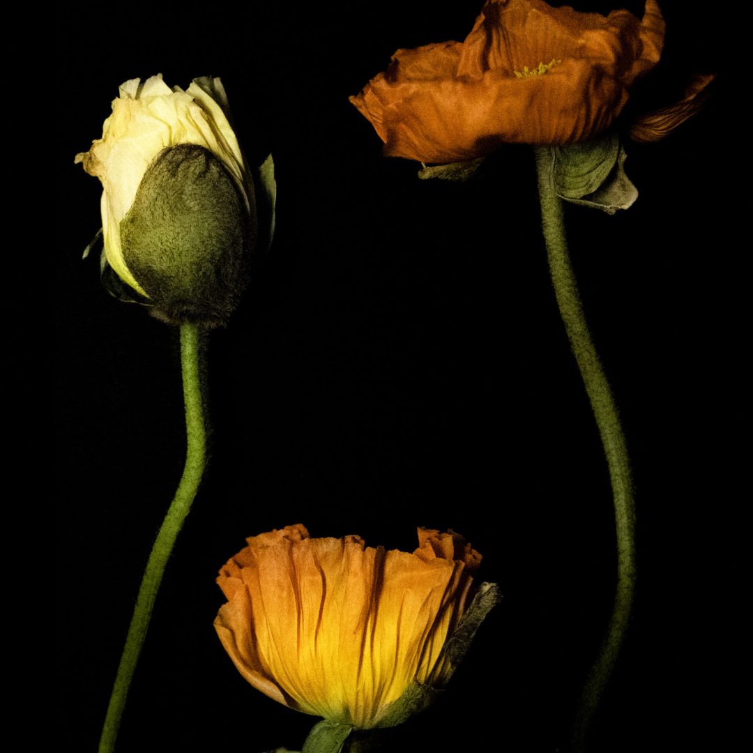 2025 Milano, Digital Photography + Fine Art Printing 30x40cm, 1/3