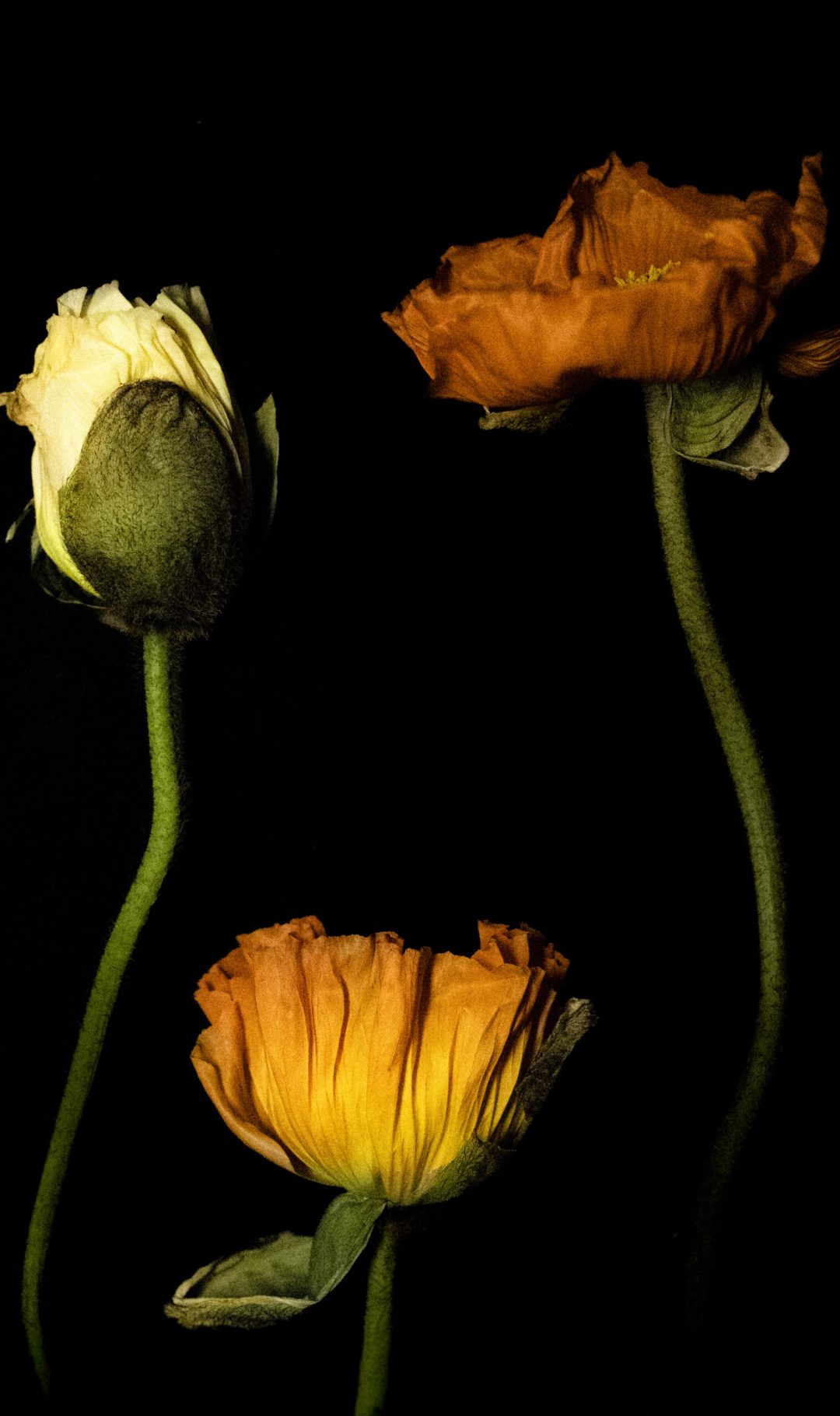 2025 Milano, Digital Photography + Fine Art Printing 30x40cm, 1/3