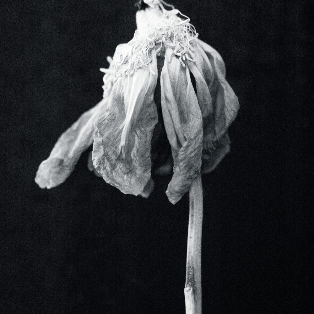 2025 Milano, Digital Photography + Fine Art Printing 13x18cm, 1/5